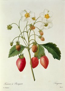 Fragaria (Fragola), inciso da Chapuis, da 